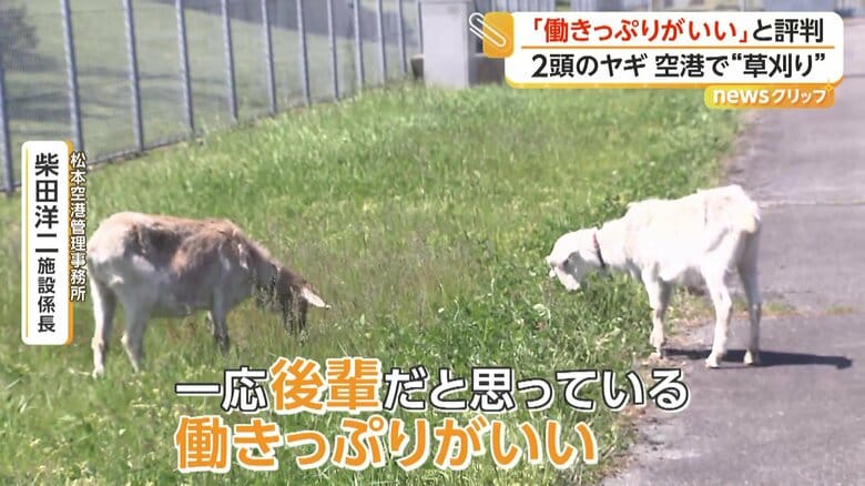 長野県内の牧場から松本空港にレンタル移籍してきたヤギたち