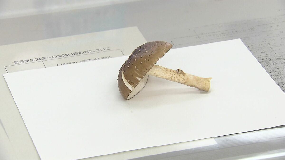 札幌市の無人販売所で“毒キノコ”誤って販売 保健センターに購入者から