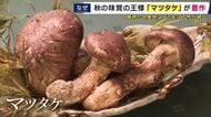 「よう生えとんな、どうしたんや急に！？」　秋の味覚「マツタケ」が記録的豊作に　岩手産の入荷量は去年の1000倍超　価格は8割安に！　9月の長雨が影響か　山には“セントバーナードの脚”級のマツタケも！