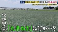 「九条ねぎ」に“異変”　暑さに弱く夏場の収穫が困難に　「北海道産九条ねぎ」など産地変更の動きも