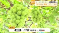 糖度20度！今年は「甘くて大粒」シャインマスカット収穫最盛期【佐賀県】