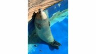 お風呂に浸かってるときの私？“直立不動”で寝るアザラシの人間味がすごい…いつもの寝姿なのか聞いてみた