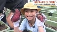 まちなかのビル屋上で育てた「シルクスイート」380株　親子収穫イベント「ママ、めっちゃでかいの出た」