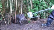 「水道管が掘られ破裂も」イノシシ急増で住宅街や農地が被害　捕獲数1000頭超えで過去最多　エサ求めて人里に　千葉・館山市