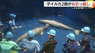 仲間のいるプールへお引っ越し！2頭のシロイルカ困難乗り越え成長　パフォーマンス披露へ訓練も（島根）