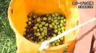 「味や品質が良いと評判で人気」天草地方でオリーブの収穫【熊本】