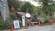 樹齢800年前後・高さ25メートルの御神木ケヤキが倒木　古河市指定文化財、けが人なし　茨城・雀神社