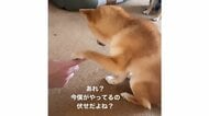 「僕がやってるの伏せだよね？」間違えて“お手”をした豆柴の困惑姿がかわいい…よくあるミスなのか飼い主に聞いた