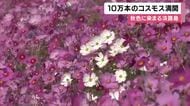 10万本のコスモス満開 観光シーズンに合わせ開花ピーク 見ごろは11月中旬まで 淡路島・イングランドの丘