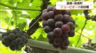 「実りの秋」到来　高級ブドウ「ニューピオーネ」の収穫始まる　色づき遅れも甘さ十分（島根・邑南町）
