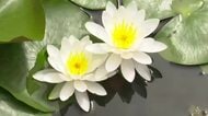 「心字が池」とも　 長崎県五島市の福江城でスイレンの花が見頃　全国的に珍しい城郭内の庭園