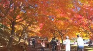 秋晴れに輝く紅葉 2年連続『全国一』の絶景 夜はライトアップ 「もみじ湖」にぎわう