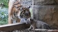 トラの赤ちゃん初めての一歩 屋外デビュー イギリス・ロンドン