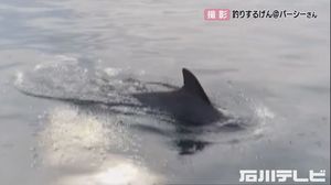 「ここ川だけどな…」 川に悠々と泳ぐ“イルカ” 釣り動画配信する男性が撮影 2週間前から目撃