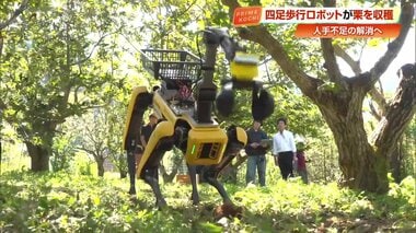 栗を拾う《4足歩行ロボット》教授「想像以上にスムーズ」人手不足解決へセンサー＆アーム…