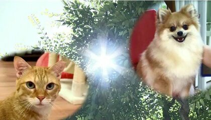 ペットの熱中症に要注意！動物病院で聞いた気にするべきポイントは「呼吸の速度」「よだれ」「舌の色」　大切な家族の命を守るために