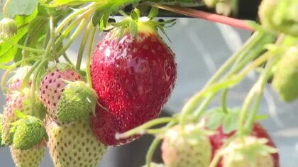 原油高騰がいちご農家を直撃、1週間で1割増、来週はさらに上昇へ