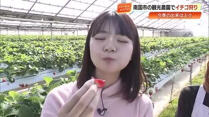 「甘さが濃い！」西島園芸団地で恒例の『イチゴ狩り』始まる　40分間食べ放題、5月末まで開催【高知】