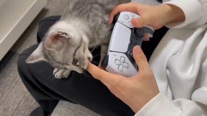 「指をしゃぶりたい子猫」VS「ゲームをしたい飼い主」可愛いバトルが話題…結末を飼い主に聞いた