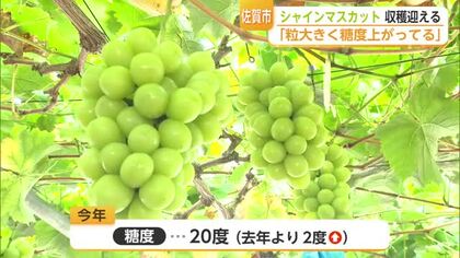 糖度20度！今年は「甘くて大粒」シャインマスカット収穫最盛期【佐賀県】