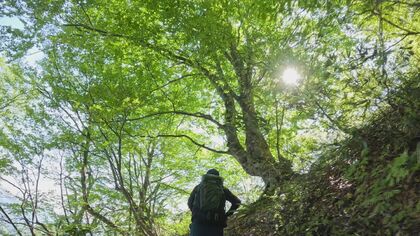 “ブナの峰走り”を体感　全身で新緑を味わう鷲鞍岳トレッキング　残雪まとう白山や荒島岳も展望