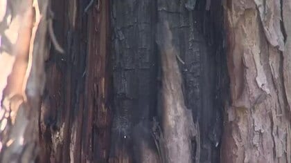 無残…なぜ？公園のマツの木から出火＿根本付近から約1.4メートルまで樹皮が焼け焦げて真っ黒に＿周囲に火の気なく不審火の疑いもあるとみて捜査（北海道 豊平区）