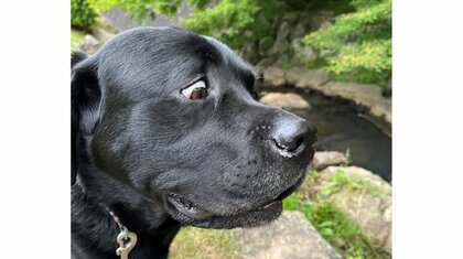 「なんじゃこりゃぁ～～～！！！」水が苦手なワンちゃんが初めて小川を見ると…飼い主も思わず笑った表情がかわいい