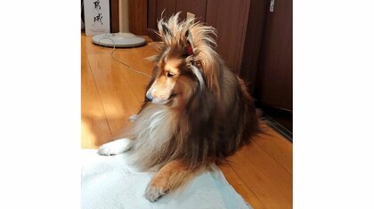 どうなったらそんな寝癖つくの? “ライオンのたてがみ”のような寝起き犬に爆笑…いつもこうなのか飼い主に聞いた