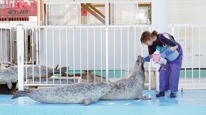 “アザラシ幼稚園”は日本にもあった！？日本唯一の保護施設「オホーツクとっかりセンター」で触れ合えるアザラシの魅力｜FNNプライムオンライン