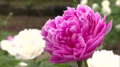 ＧＷにおすすめ！大輪のシャクヤク見頃「多くの人に見てほしい」祖父の意思受け継ぎ入園料は無料