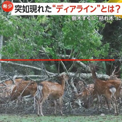 【激レア】数十頭の大群…シカたちの食事が独特な景色生み出す「自然の芸術」“ディアライン”倒木に出現　奈良