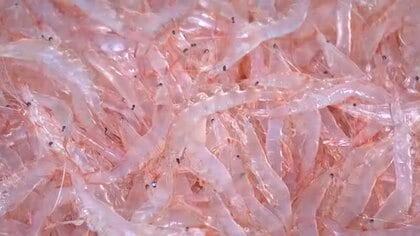 “富山湾の宝石”シロエビの初水揚げと初競り　午前は漁船3隻あわせて106キロの水揚げ