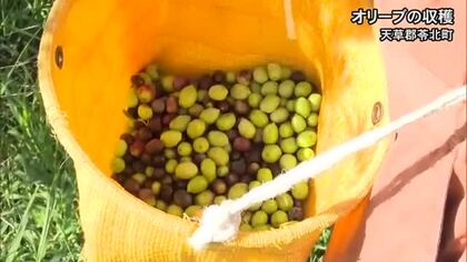「味や品質が良いと評判で人気」天草地方でオリーブの収穫【熊本】