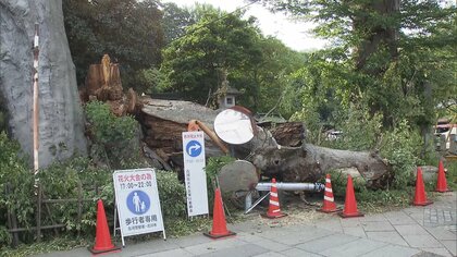 樹齢800年前後・高さ25メートルの御神木ケヤキが倒木　古河市指定文化財、けが人なし　茨城・雀神社