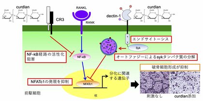 糖鎖が破骨細胞の形成を抑制するメカニズムを解明 ~ 炎症性骨破壊の治療応用に期待 ~