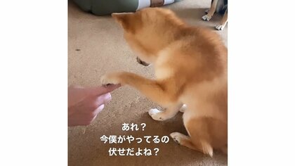 「僕がやってるの伏せだよね？」間違えて“お手”をした豆柴の困惑姿がかわいい…よくあるミスなのか飼い主に聞いた