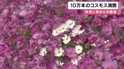 10万本のコスモス満開　観光シーズンに合わせ開花ピーク　見ごろは11月中旬まで　淡路島・イングランドの丘