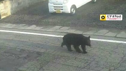 街中で“春グマ”の出没増加　人が襲われる被害も　GW前に観光地も不安　専門家「暖冬で冬眠明け早い」「エサ少なく人里に」