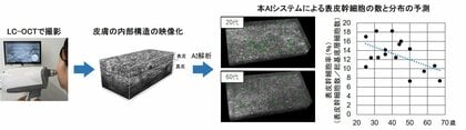 非侵襲的に皮膚内部の幹細胞の加齢変化を捉えることに成功