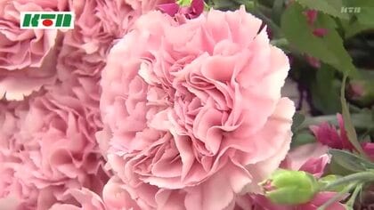 花の“最高賞”を受賞した「ジュリア」290点の花々から選ばれた“カーネーション” 鮮やかなピンクの繊細な花びらが高評価