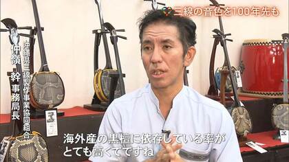 三線”に使えるまで100年～200年…希少な沖縄産「くるち」の音色を未来に