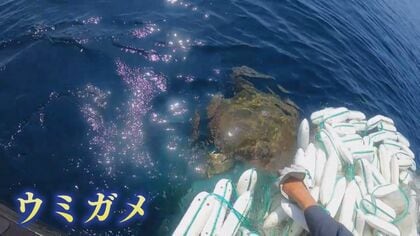 漁網に絡まるウミガメ助けて!」 海上保安部の巡視艇が出動 救助の一部