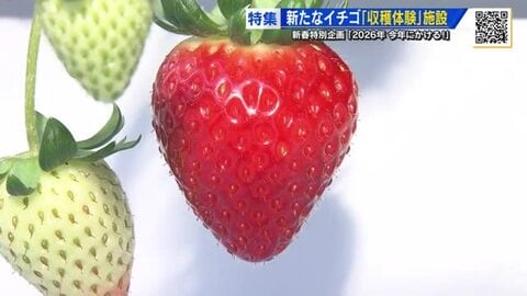 「苺が上から吊るされてる！」可動式空中プランターで新たなイチゴ収穫体験！出雲ＩＣＨＩＧＯ縁　しまね旅