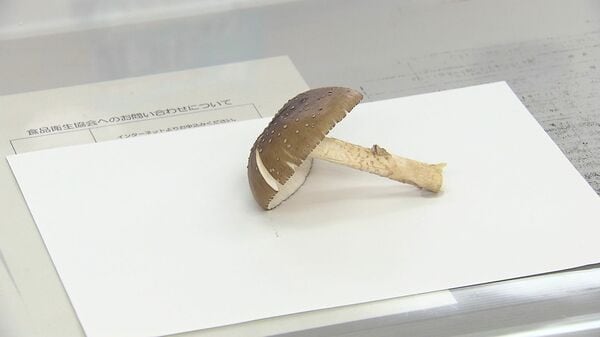 札幌市の無人販売所で“毒キノコ”誤って販売 保健センターに購入者から