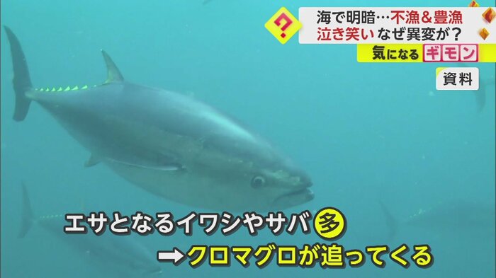 クロマグロの本来のシーズンは4月