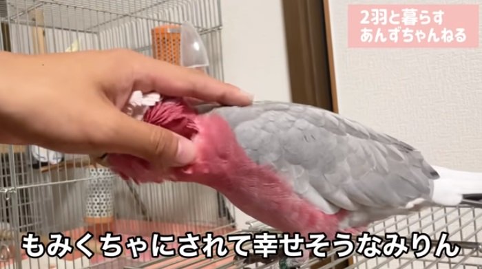 くしゃくしゃに撫でられて嬉しそうなみりんちゃん