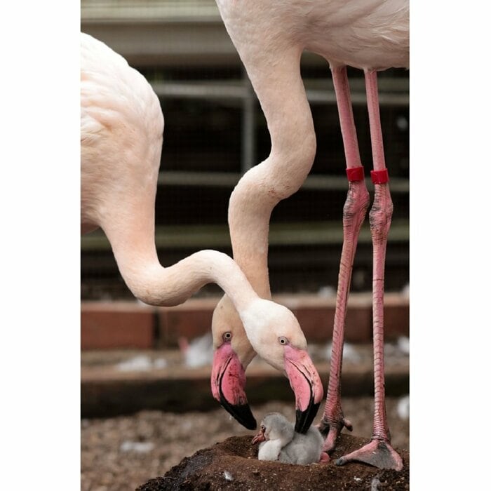 夫婦で協力して子育てする(提供:富士花鳥園)