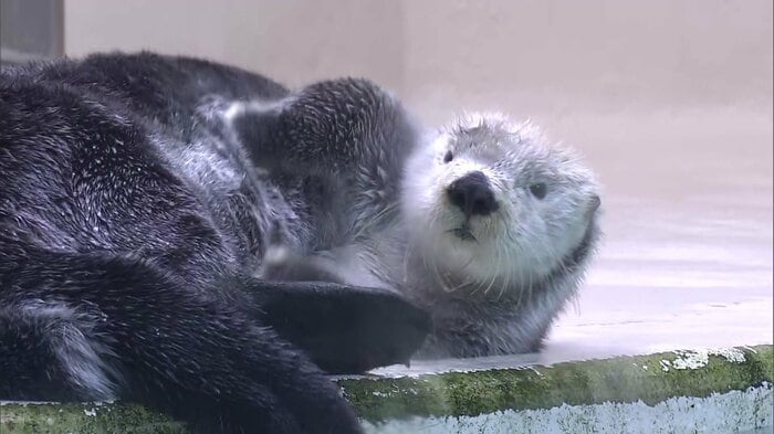 鳥羽水族館のラッコ