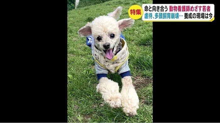 横沢さんの愛犬・マロン(提供:横沢さん)