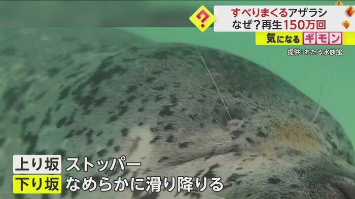 ゴワゴワした毛が上りはストッパーの役割に